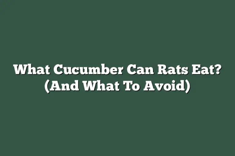 What Cucumber Can Rats Eat? (And What To Avoid)